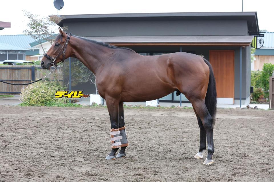 レッドバンデ　評価Ａ