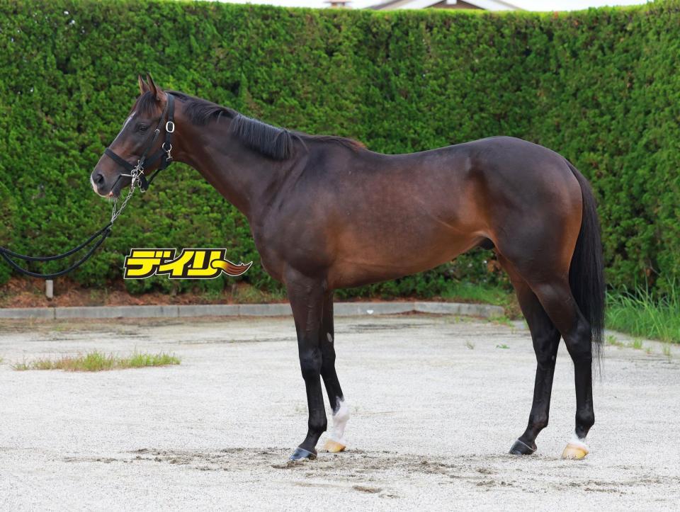 エネルジコ　評価Ｂ