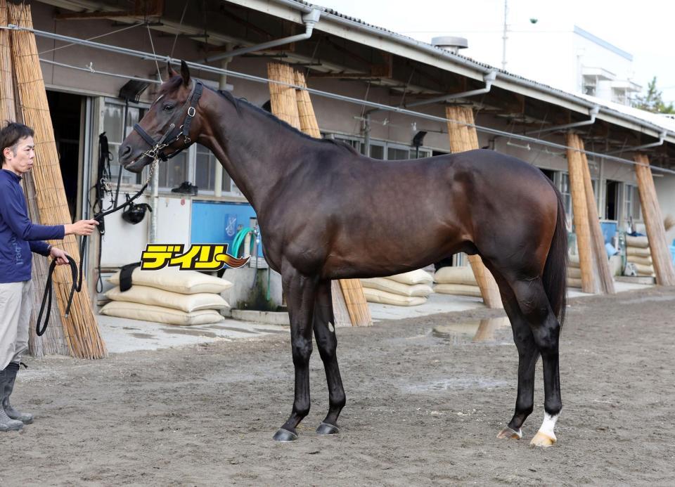 アマキヒ　評価Ｃ