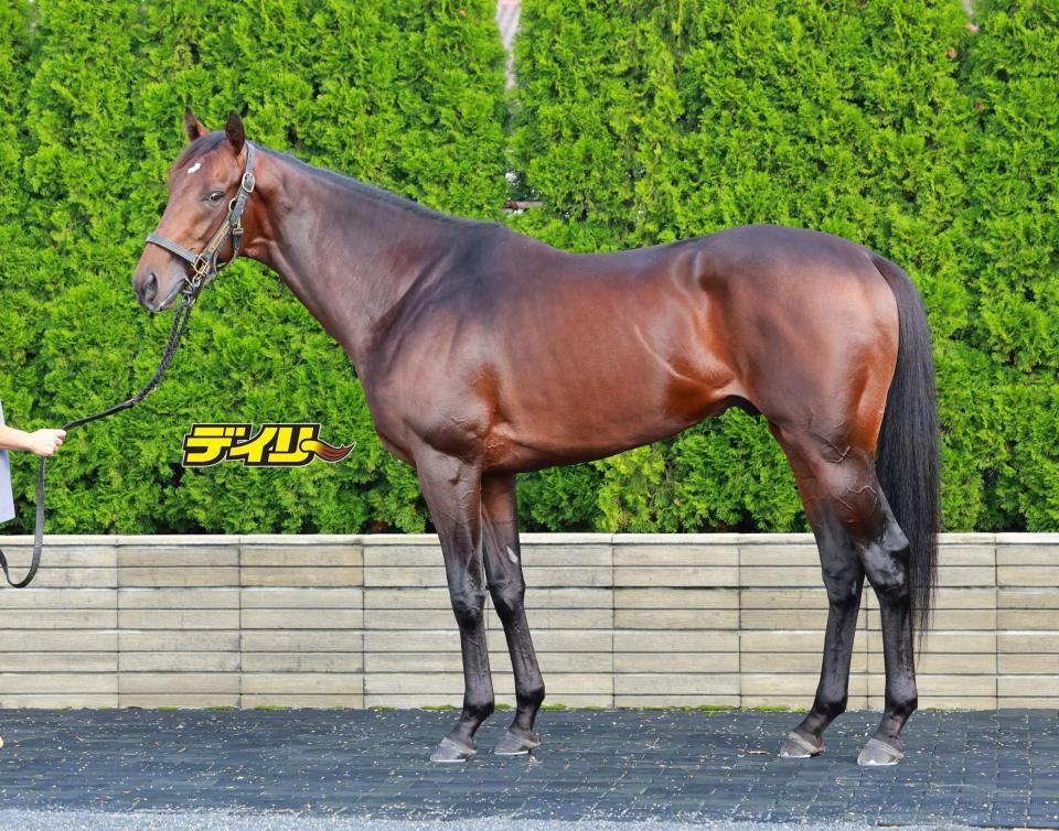 レクスノヴァス　評価Ｂ