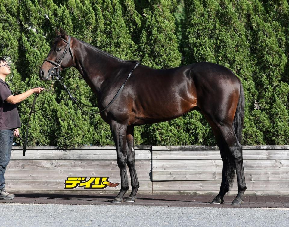 ロードデルレイ　評価Ｂ