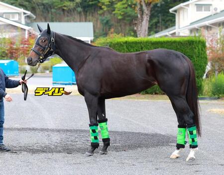 エリカエクスプレス　評価Ｂ