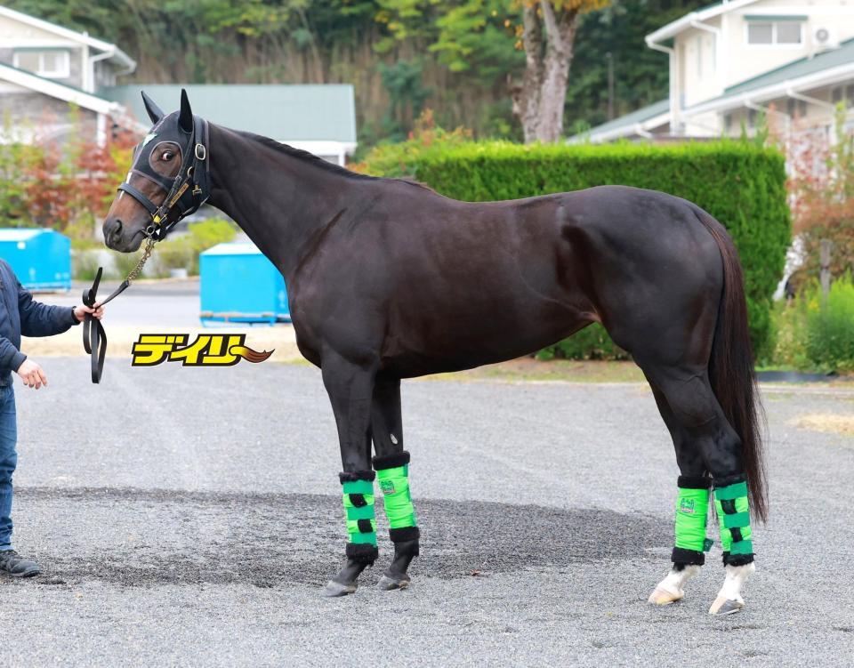 エリカエクスプレス　評価Ｂ