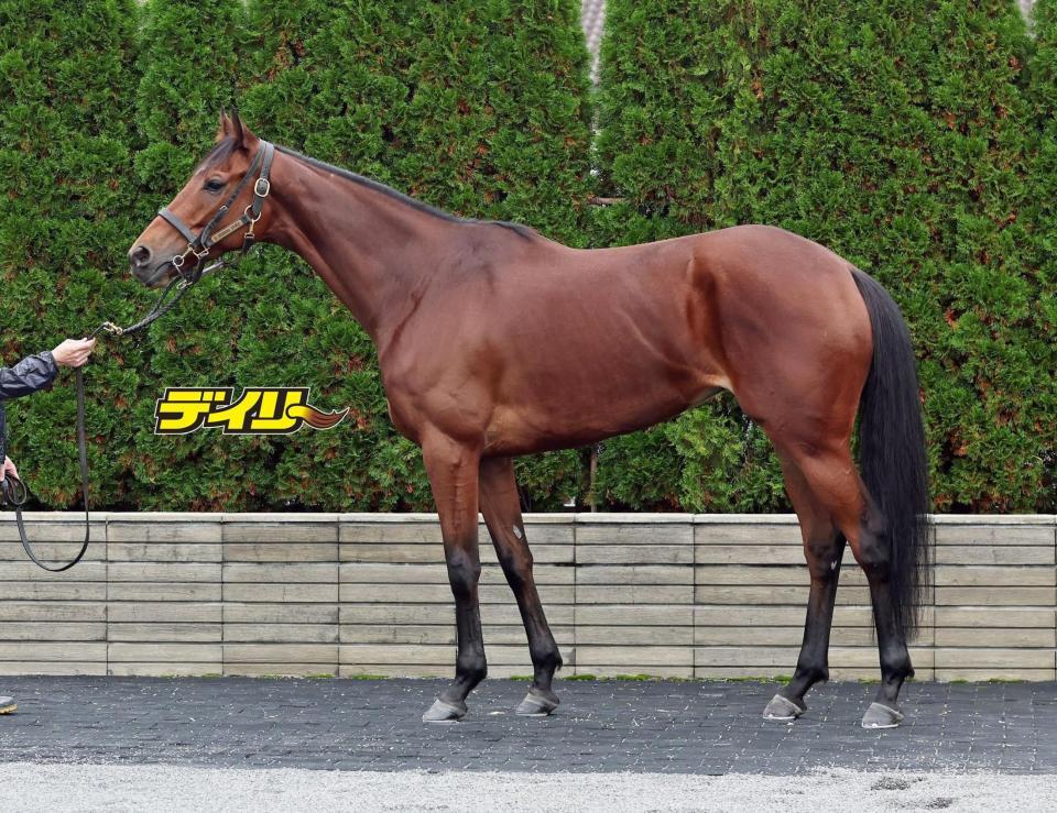 ココナッツブラウン　評価Ｂ