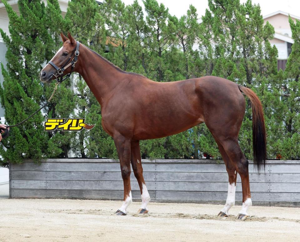 ヴェルミセル　評価Ｂ