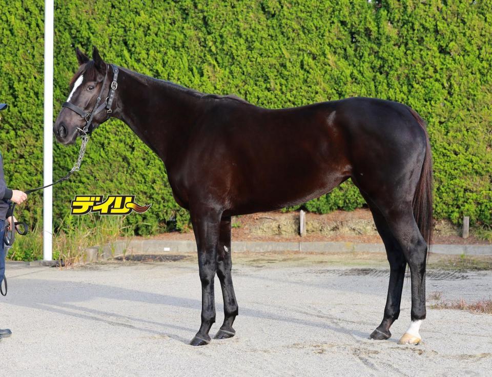 アスコリピチェーノ　評価Ｃ