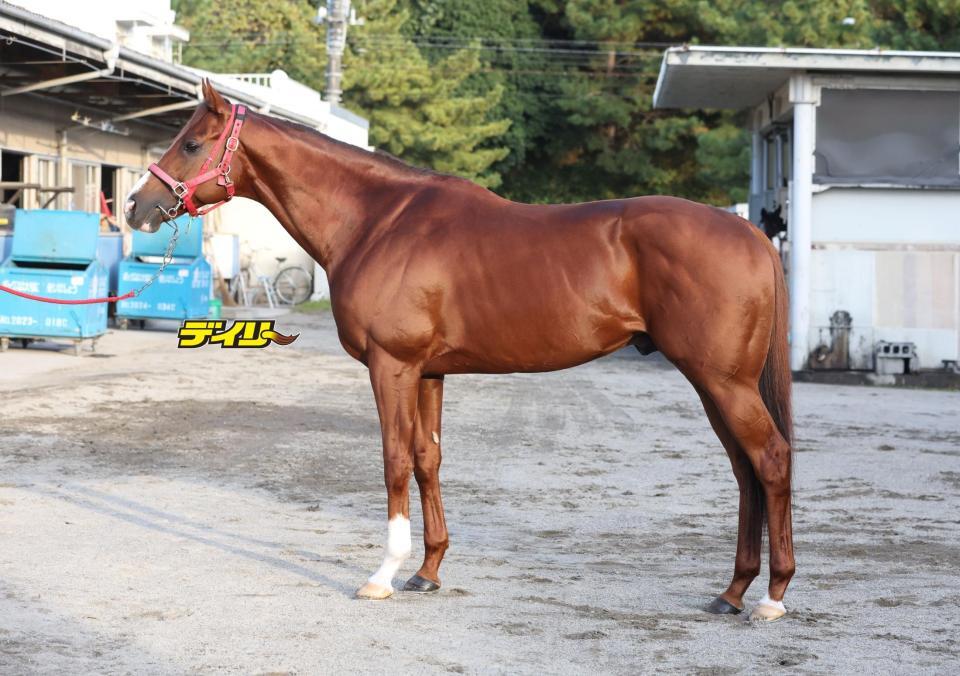 ウインマーベル　評価Ｂ