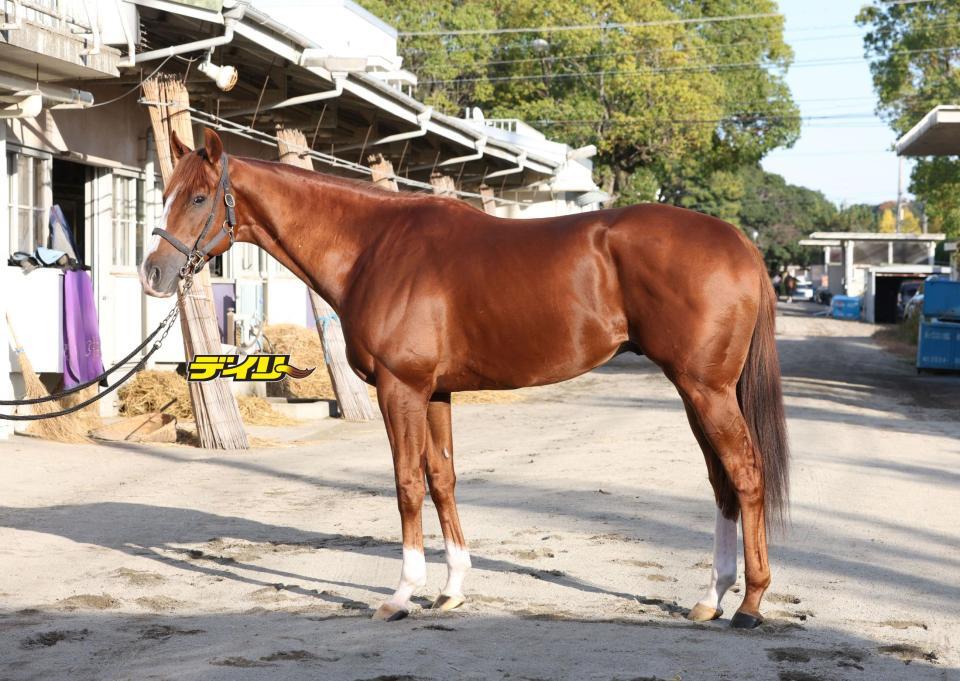 トウシンマカオ　評価Ｂ