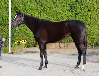 アスコリピチェーノ