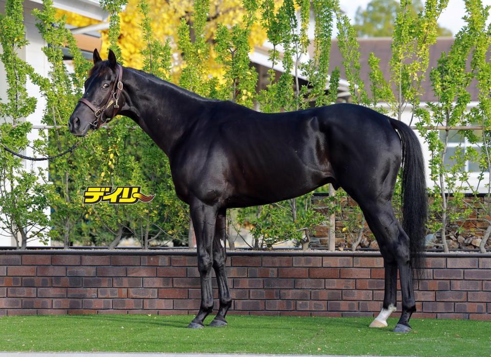 クラワデュノール　評価Ｂ