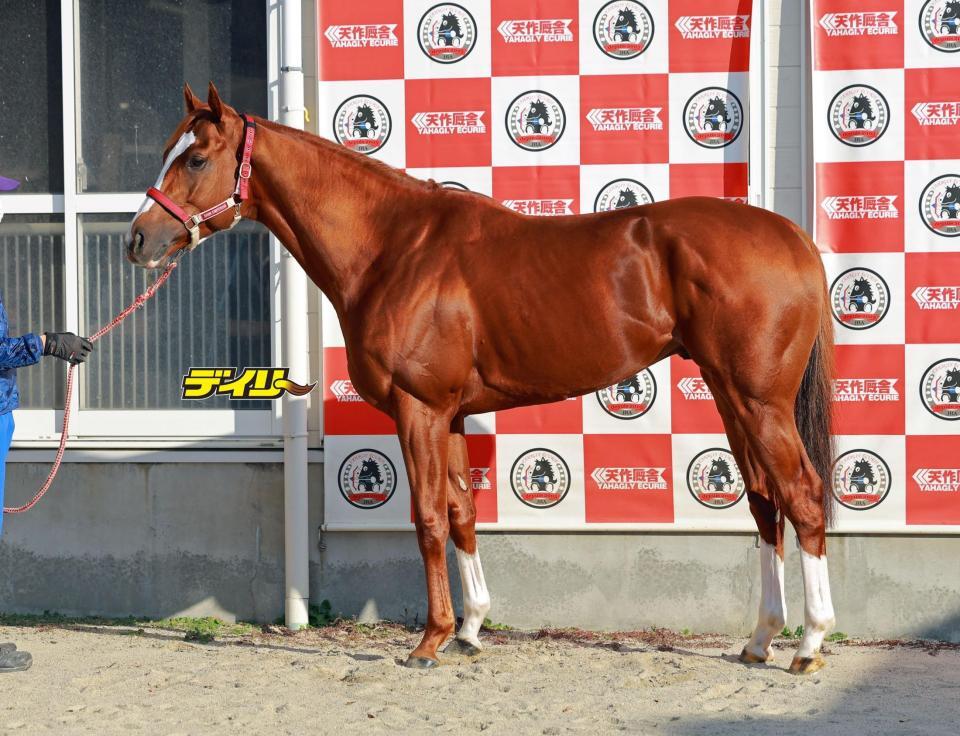 シンエンペラー　評価Ａ