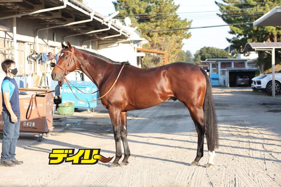 タスティエーラ　評価Ｂ