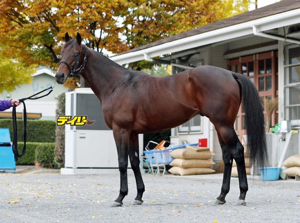 ヨーホーレイク　評価Ｂ