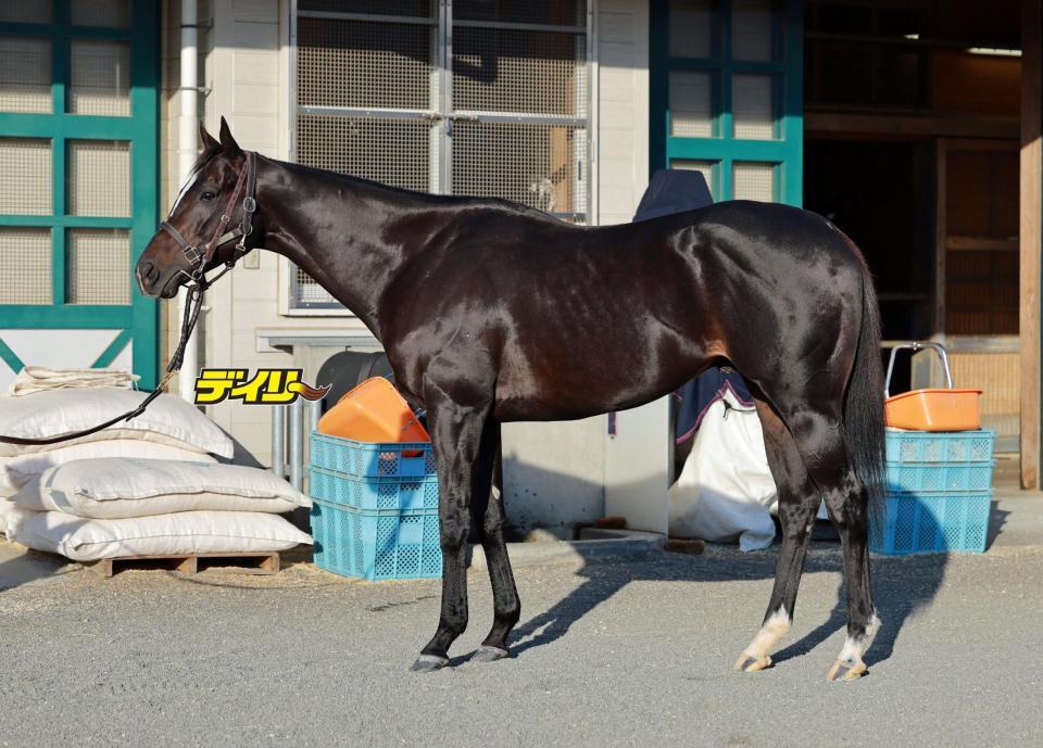 セイウンハーデス　評価Ｂ