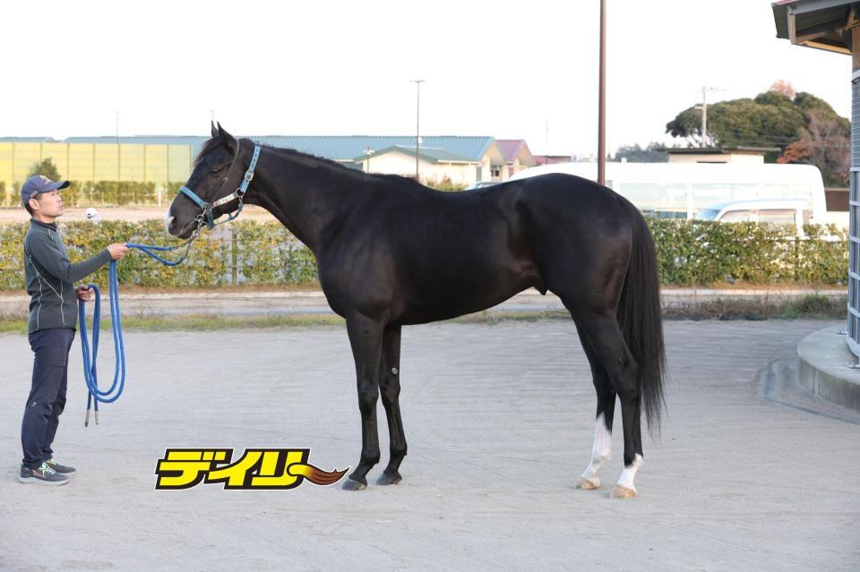 ドゥレッツァ　評価Ｂ