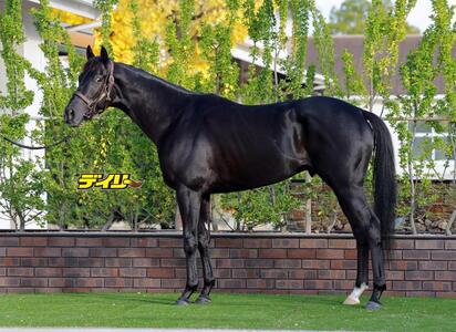 クロワデュノール