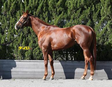 サンライズアース