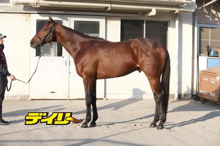 ホウオウビスケッツ