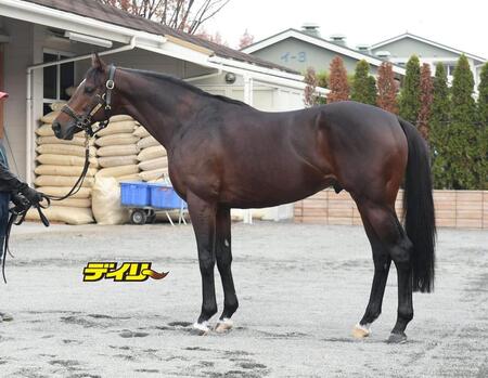 ハギノアレグリアス