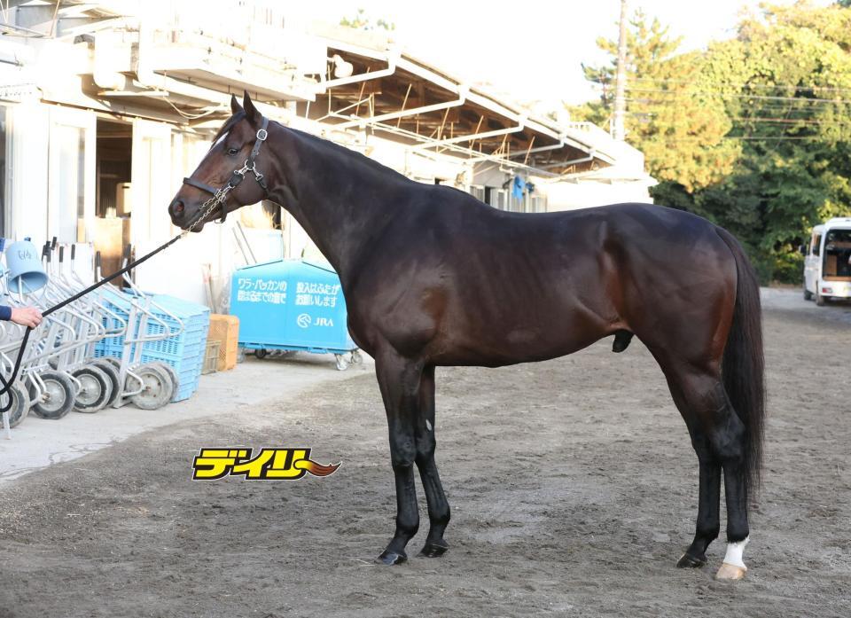 シックスペンス　評価Ｂ