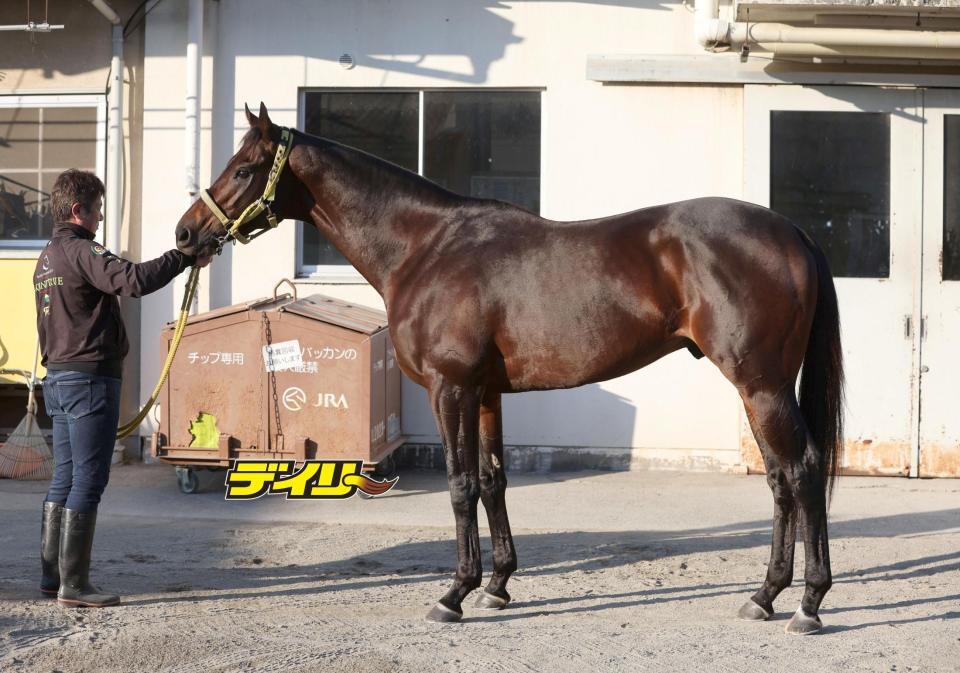 ウィルソンテソーロ　評価Ｂ