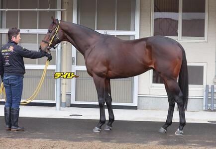 ウィルソンテソーロ