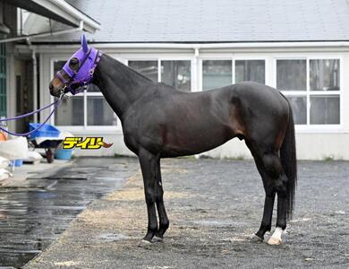 ペアポルックス