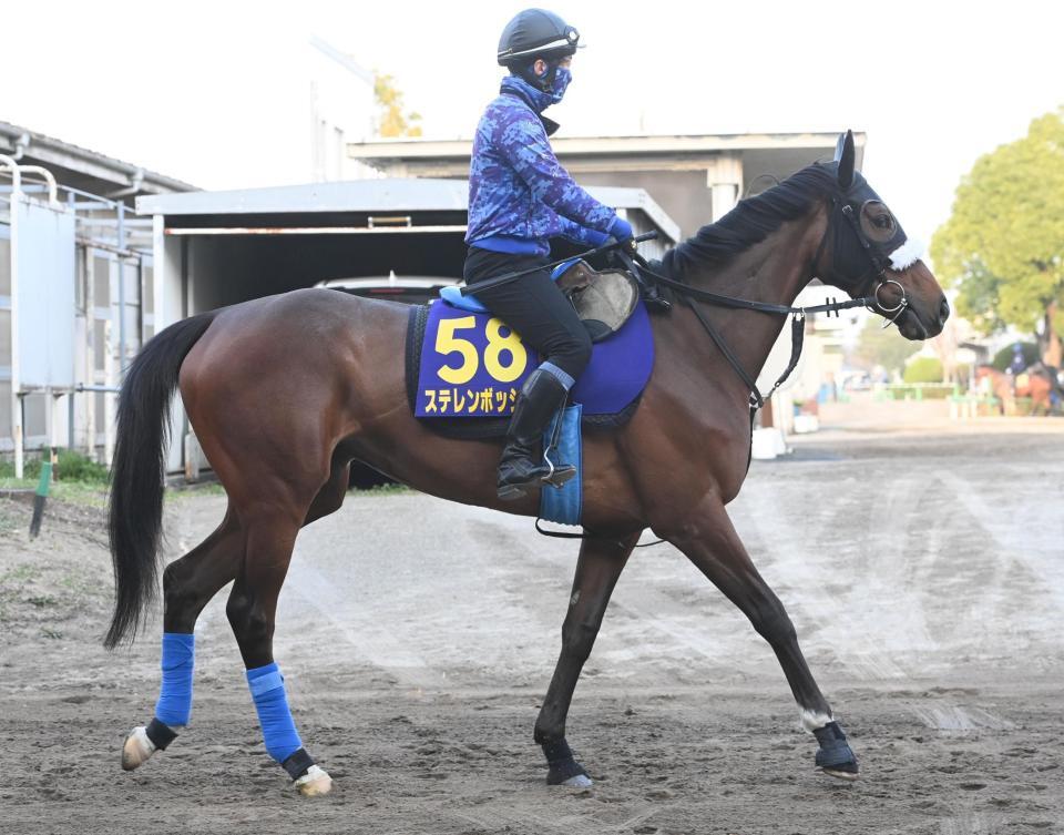 　ステレンボッシュ