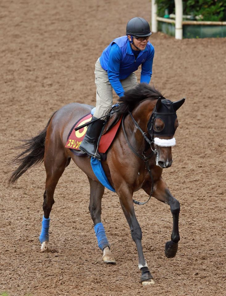　ステレンボッシュ