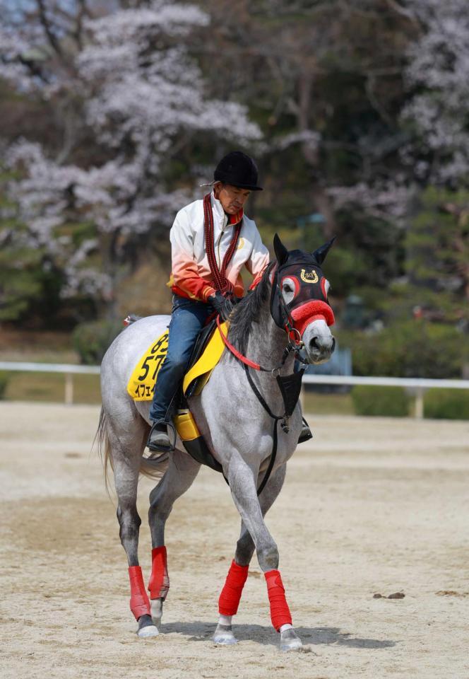 　運動するイフェイオン（撮影・石湯恒介）