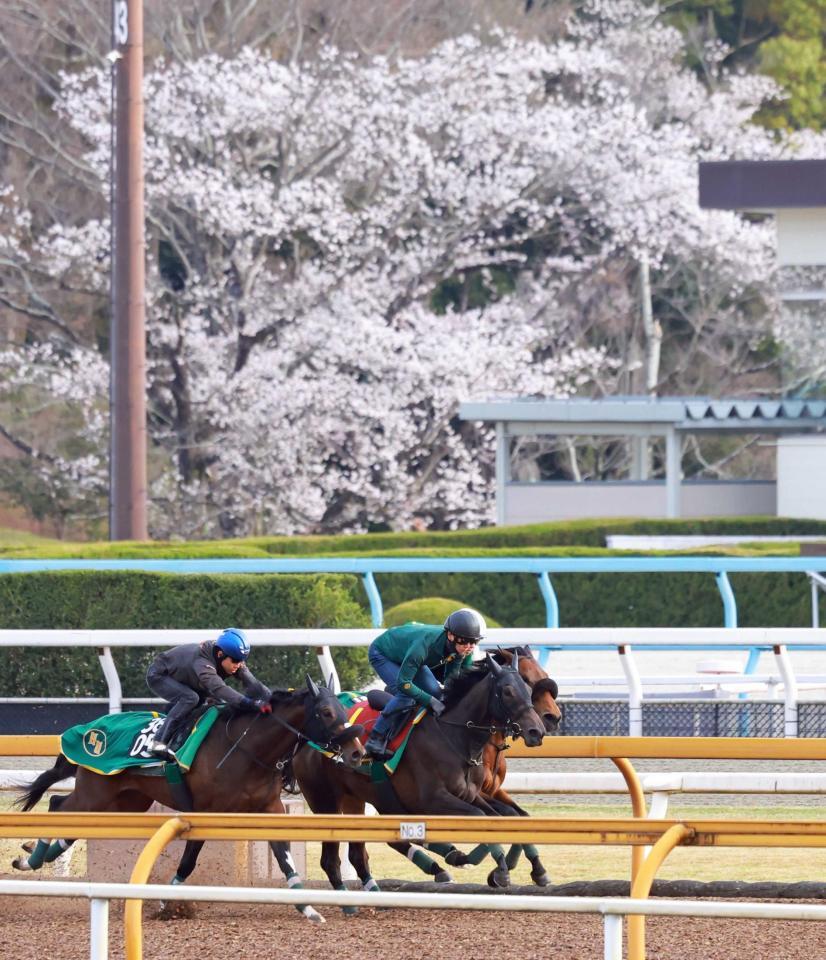 　栗東ＣＷの３頭併せで最先着を決めたアルマヴェローチェ（中）＝撮影・石湯恒介