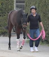 　連勝での戴冠を見据えるショウナンザナドゥ（撮影・石井剣太郎）　