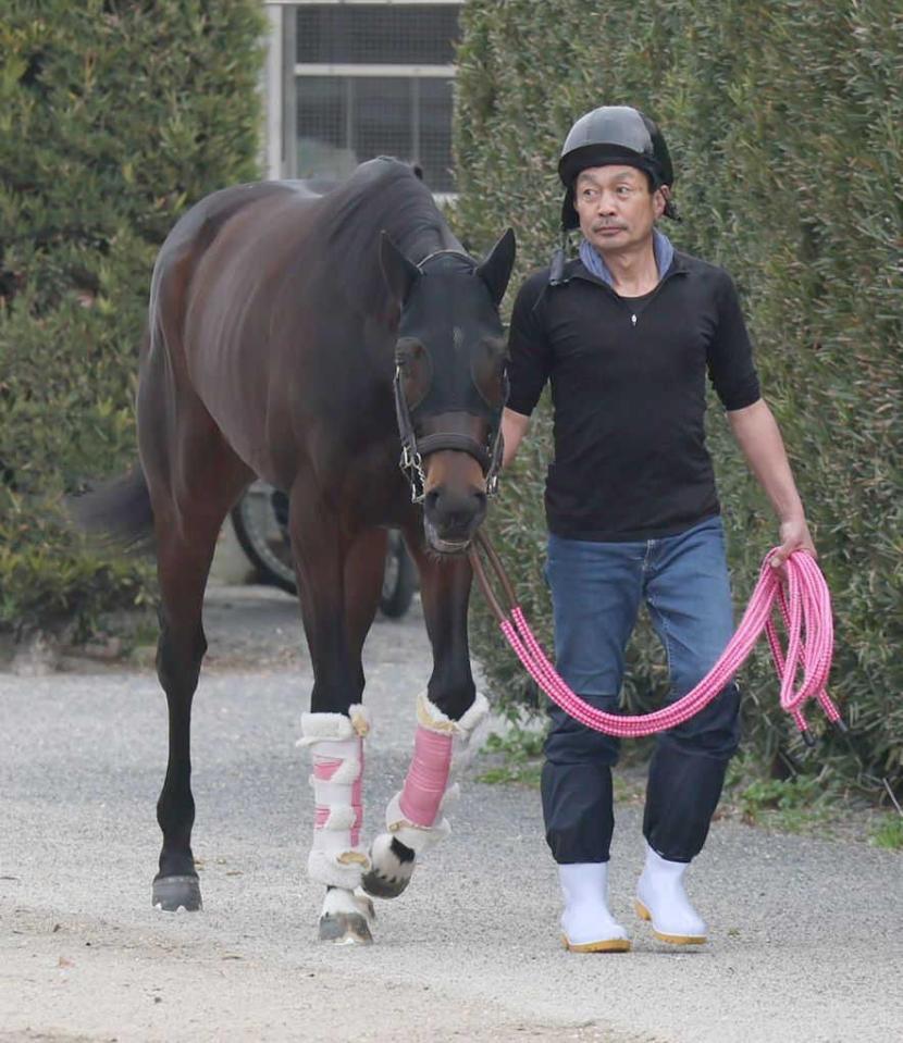 　連勝での戴冠を見据えるショウナンザナドゥ（撮影・石井剣太郎）　