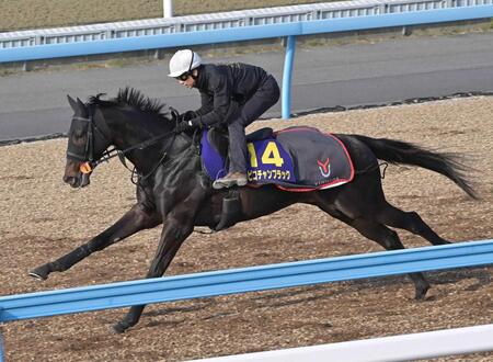 美浦wで単走で追い切られたピコチャンブラック=美浦トレセン(撮影・持木克友)