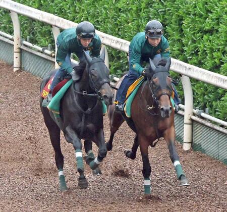 軽快な脚取りで栗東坂路を駆け上がったアルマヴェローチェ(左)=撮影・石井剣太郎