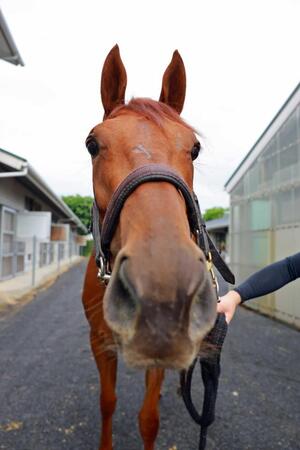 カメラに接近するタガノアビー(撮影・石湯恒介)