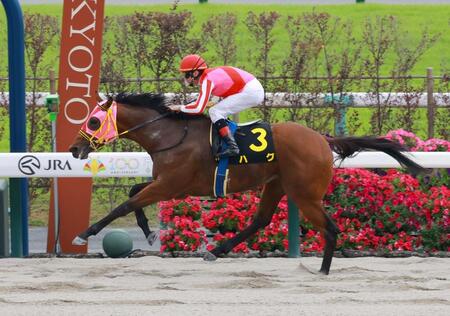 ハグ=京都競馬場(撮影・石湯恒介)