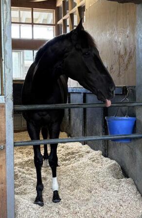 馬房で元気な姿を見せるクロワデュノール