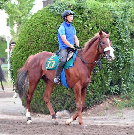 注目の良血馬プロメサアルムンド
