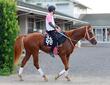 【新馬戦】２億円馬ショウナンバンライ　大舞台への一歩目　兄姉に重賞ホースの良血が好発進狙う
