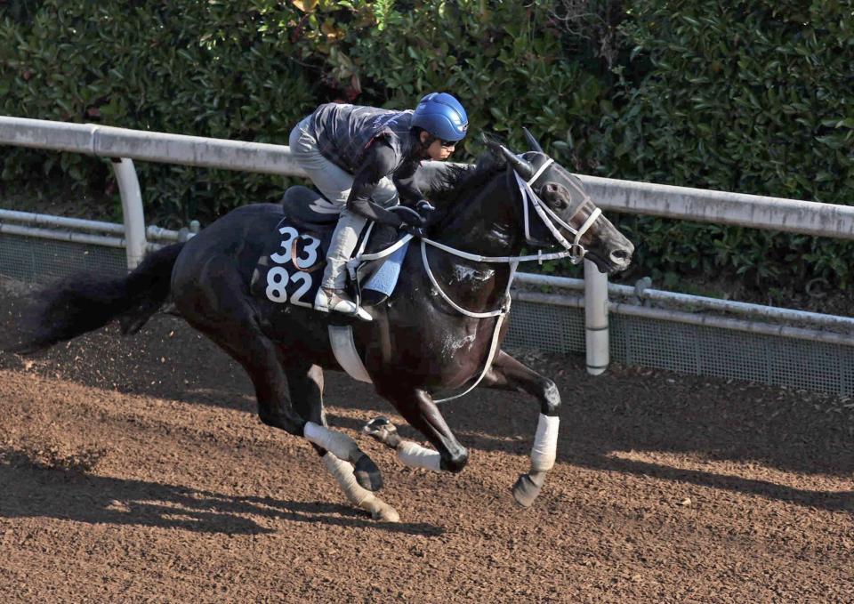 　無傷２連勝での重賞Ｖを狙うチュウワカーネギー