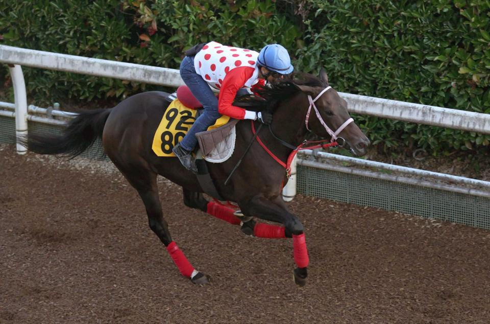 　悲願の重賞制覇に力が入るラヴァンダ（撮影・中田匡峻）