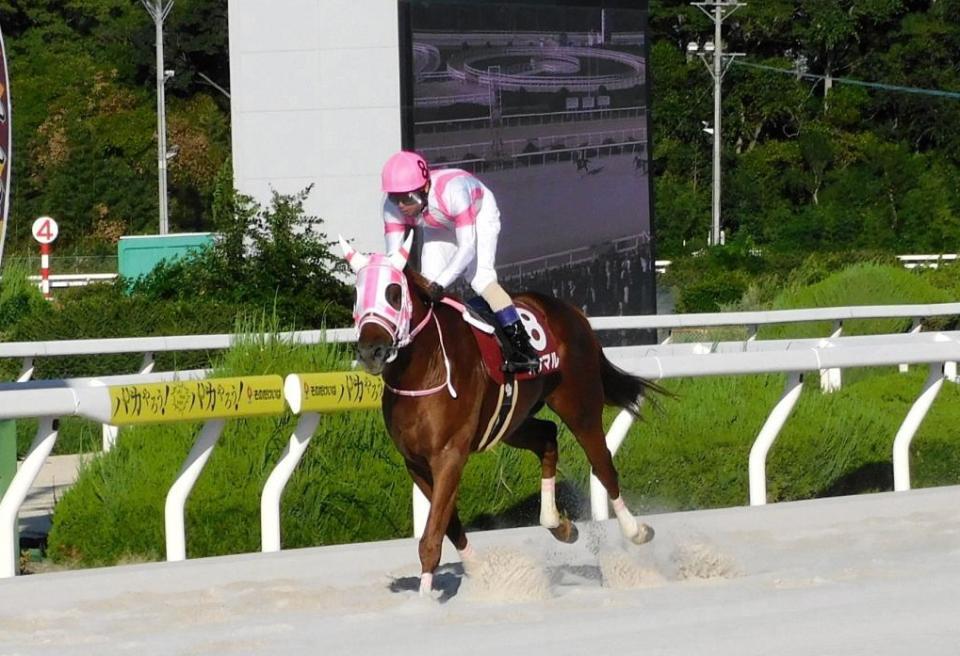 無敗で兵庫３冠を達成したオケマル（撮影・中山伸治）