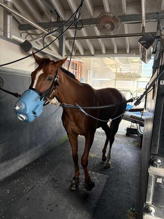 　水素マスクを使用するフェスティバルヒル