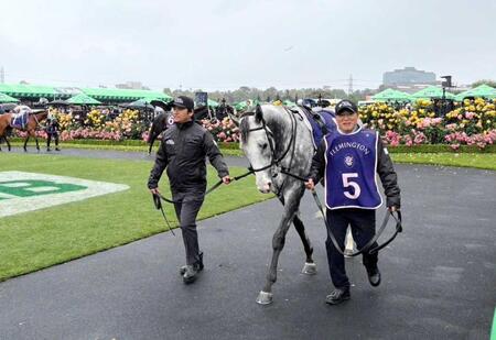 　豪州のビッグレースに挑戦したゴールデンスナップ（提供・田中克典調教師）