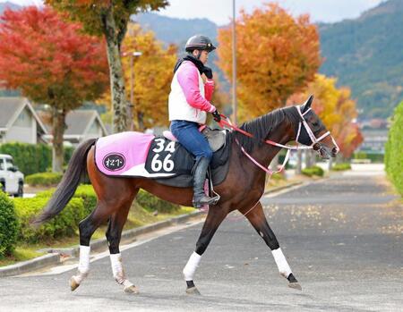 　重賞初制覇を目指すバルセシート（撮影・石湯恒介）