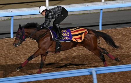 　美浦Ｗで国内最終追い切りが行われたエンブロイダリー（撮影・持木克友）