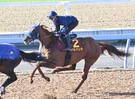 　大一番に向けて順調に調整を進めるアルバンヌ（撮影・持木克友）