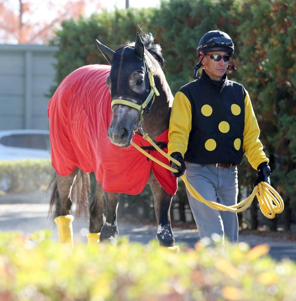 　厩舎ゆかりの血統馬エルハーベン（撮影・中田匡峻）