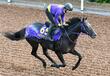 【阪神&東京の危険な人気馬】トロヴァトーレ 東京11R・安田記念